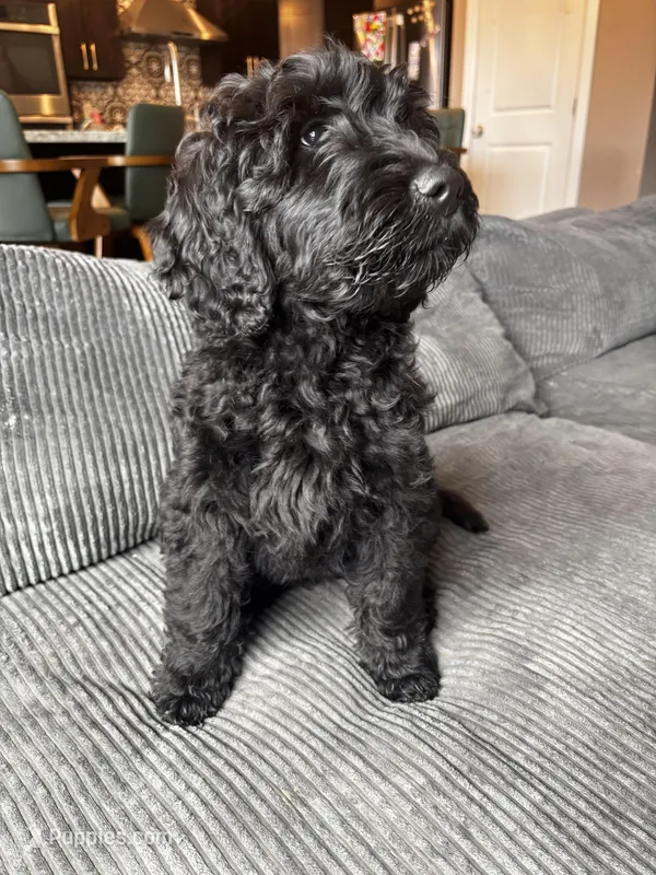 Lemon – Goldendoodle puppy for sale in Graham, WA