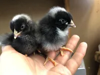 processed/6a3e46c7-8705-40a3-9025-6fe187094f0f/facility/15fbaef7-56d8-40d5-8bba-97b859e02f6a