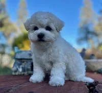 Jasper, a male Bichon Frise for sale in Placerville, CA – 7 of 7