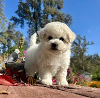 Jasper, a male Bichon Frise for sale in Placerville, CA – 2 of 7