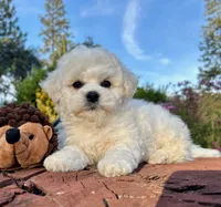 Max, a male Bichon Frise for sale in Placerville, CA – 5 of 8