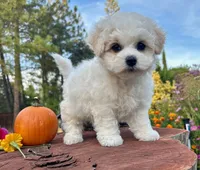 Lusy, a female Bichon Frise for sale in Placerville, CA – 2 of 3
