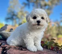 Oscar, a male Bichon Frise for sale in Placerville, CA – 3 of 5