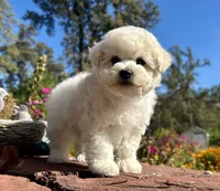 Jasper, a male Bichon Frise for sale in Placerville, CA – 5 of 7