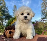 Max, a male Bichon Frise for sale in Placerville, CA – 6 of 8