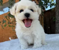 Oliver, a male Bichon Frise for sale in Placerville, CA – 3 of 6