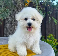 Oliver, a male Bichon Frise for sale in Placerville, CA – 5 of 5