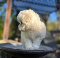 Cookie, a female Bichon Frise for sale in Placerville, CA – 3 of 8