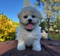 Cona, a female Bichon Frise for sale in Placerville, CA – 2 of 2