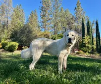 Turo, a male Great Pyrenees for sale in Placerville, CA – 4 of 5