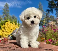 Cookie, a female Bichon Frise for sale in Placerville, CA – 7 of 8