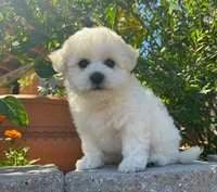 Toby, a male Bichon Frise for sale in Placerville, CA – 4 of 6