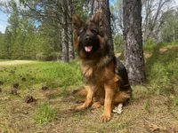 Athena, a female German Shepherd Dog for sale in Placerville, CA – Photo 4 of 5