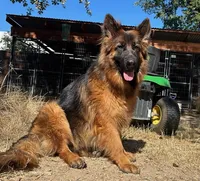 Athena, a female German Shepherd Dog for sale in Placerville, CA – Photo 3 of 5