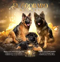 Athena, a female German Shepherd Dog for sale in Placerville, CA – Photo 5 of 5