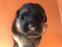 Athena, a female German Shepherd Dog for sale in Placerville, CA – Photo 2 of 5