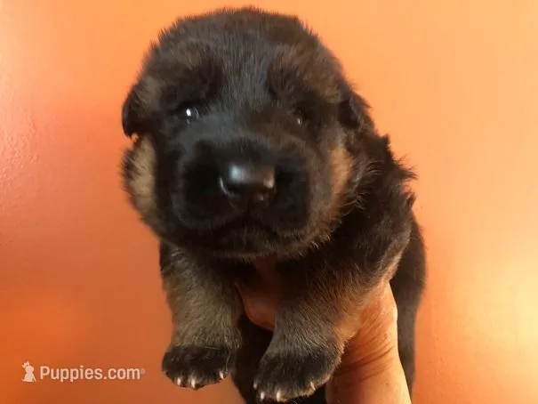 Athena – German Shepherd Dog puppy for sale in Placerville, CA