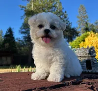 Fibi , a female Bichon Frise for sale in Placerville, CA – 2 of 2