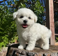 Toby, a male Bichon Frise for sale in Placerville, CA – 6 of 6