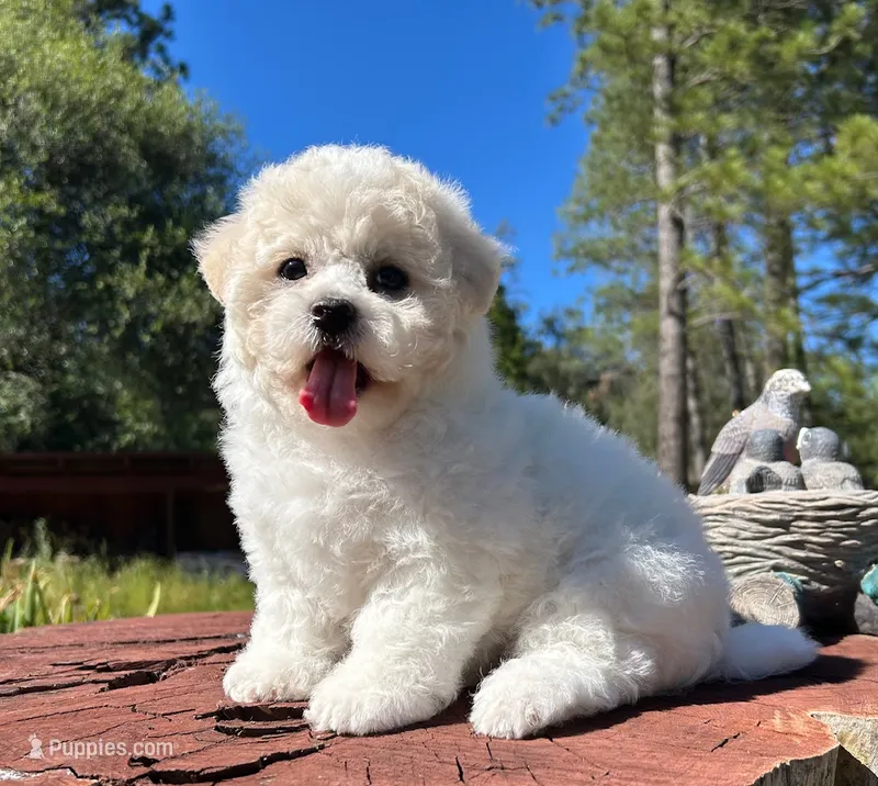 Monroe – Bichon Frise puppy for sale in Placerville, CA