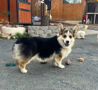 Milosh, a male Pembroke Welsh Corgi for sale in Placerville, CA – Photo 6 of 10