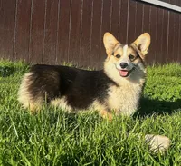 Milosh, a male Pembroke Welsh Corgi for sale in Placerville, CA – Photo 3 of 10