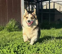 Milosh, a male Pembroke Welsh Corgi for sale in Placerville, CA – Photo 2 of 10