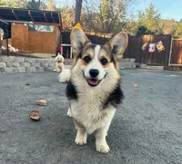 Milosh, a male Pembroke Welsh Corgi for sale in Placerville, CA – Photo 7 of 10