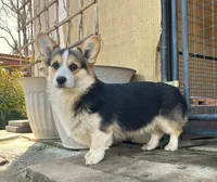 Milosh, a male Pembroke Welsh Corgi for sale in Placerville, CA – Photo 4 of 10