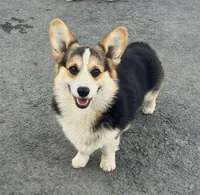 Milosh, a male Pembroke Welsh Corgi for sale in Placerville, CA – Photo 5 of 10