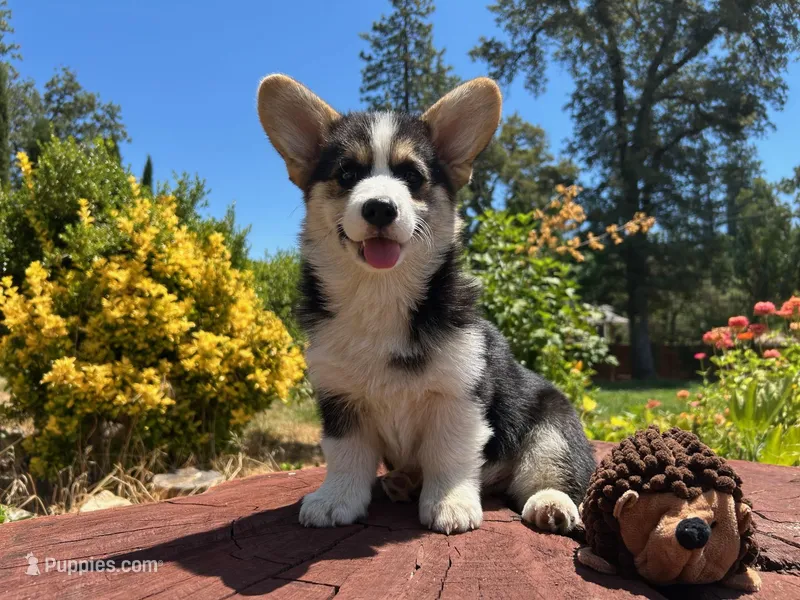 Milosh – Pembroke Welsh Corgi puppy for sale in Placerville, CA