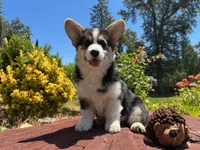 Milosh, a male Pembroke Welsh Corgi for sale in Placerville, CA – Photo 1 of 10