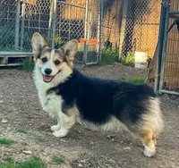 Milosh, a male Pembroke Welsh Corgi for sale in Placerville, CA – Photo 10 of 10