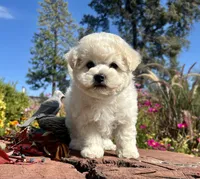 Jasper, a male Bichon Frise for sale in Placerville, CA – 4 of 7