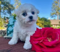 Monroe, a female Bichon Frise for sale in Placerville, CA – 2 of 2