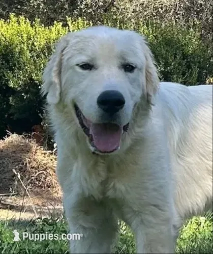 Turo – Great Pyrenees puppy for sale in Placerville, CA