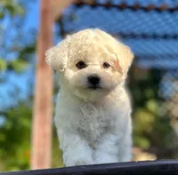 Cookie, a female Bichon Frise for sale in Placerville, CA – 4 of 8