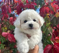 Cookie, a female Bichon Frise for sale in Placerville, CA – 6 of 8