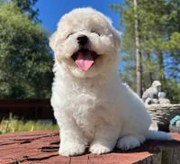 Merline, a female Bichon Frise for sale in Placerville, CA – 2 of 3