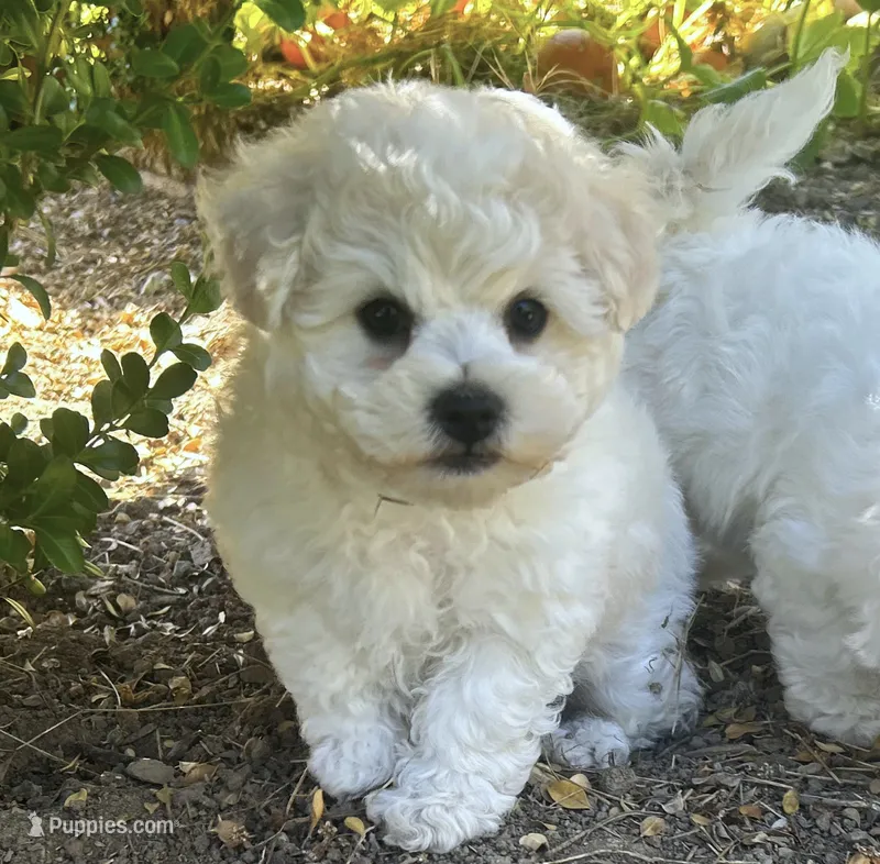 Oscar – Bichon Frise puppy for sale in Placerville, CA