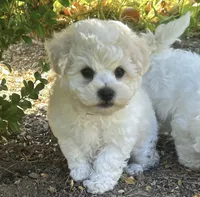 Oscar, a male Bichon Frise for sale in Placerville, CA – 1 of 5