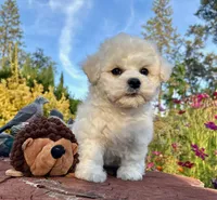 Max, a male Bichon Frise for sale in Placerville, CA – 8 of 8