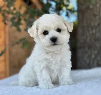 Oliver, a male Bichon Frise for sale in Placerville, CA – 1 of 6