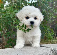 Max, a male Bichon Frise for sale in Placerville, CA – 4 of 8