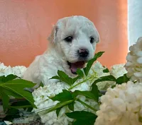 Lusi, a female Bichon Frise for sale in Placerville, CA – 2 of 3