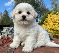 Oscar, a male Bichon Frise for sale in Placerville, CA – 4 of 5