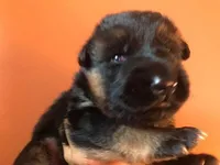 Hercules, a female German Shepherd Dog for sale in Placerville, CA – Photo 2 of 5