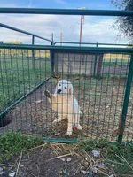 Art, a female Great Pyrenees for sale in Placerville, CA – Photo 3 of 10