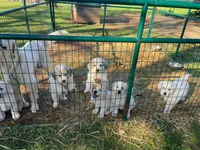 Art, a female Great Pyrenees for sale in Placerville, CA – Photo 7 of 10