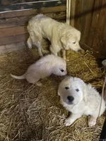Art, a female Great Pyrenees for sale in Placerville, CA – Photo 10 of 10